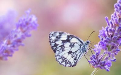 De bewezen voordelen van de geur van lavendel