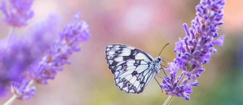 De bewezen voordelen van de geur van lavendel