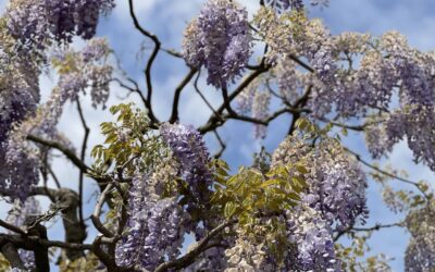 Biologisch ontgeuren met Begeuren®